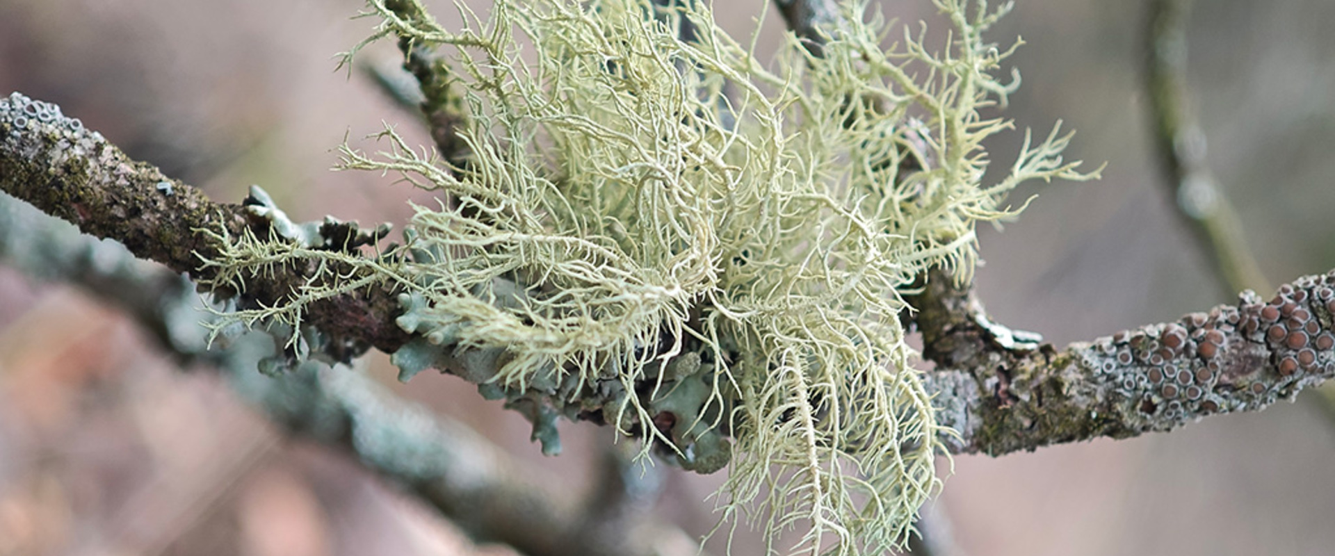New monograph - Usnea