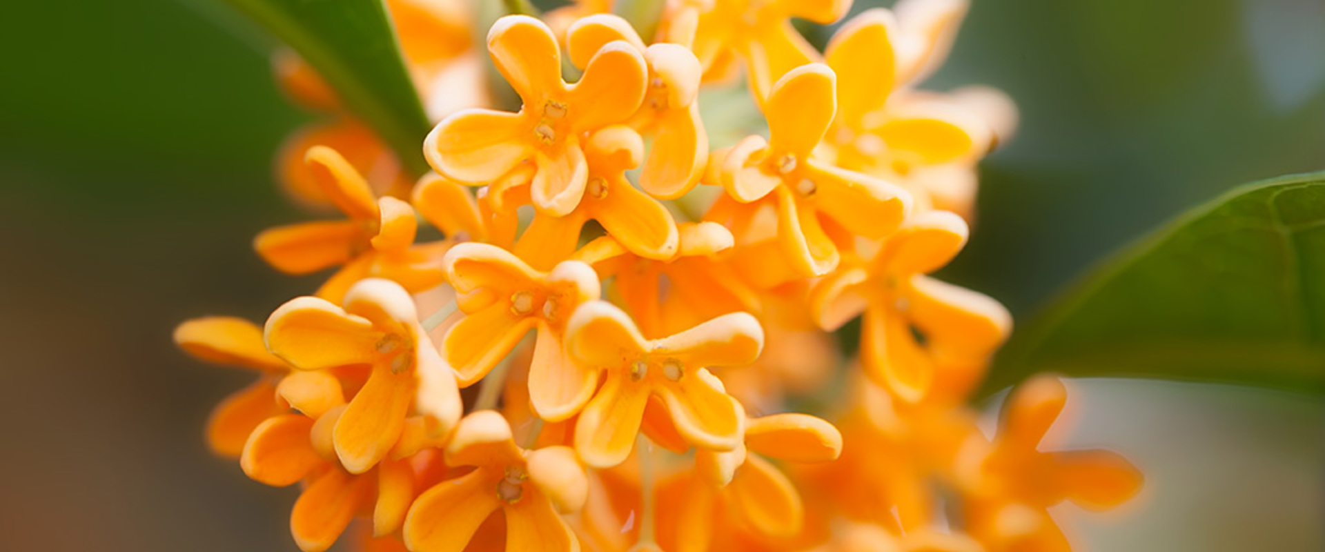 Osmanthus - new monograph